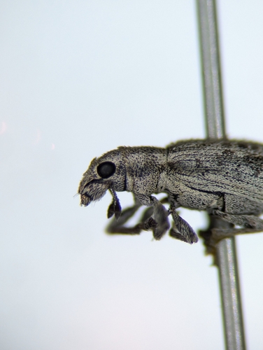 Alfalfa Curculio photo 3