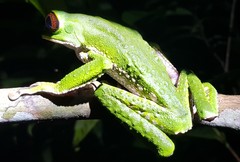 Phyllomedusa tarsius