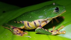 Callimedusa tomopterna