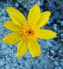 Eriophyllum lanatum integrifolium