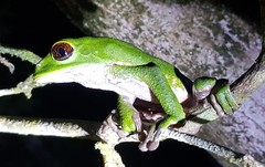 Phyllomedusa tarsius