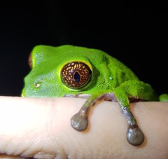 Phyllomedusa tarsius