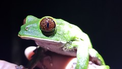 Phyllomedusa tarsius