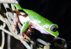 Callimedusa tomopterna