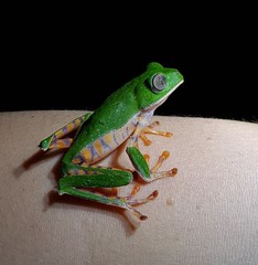 Callimedusa tomopterna
