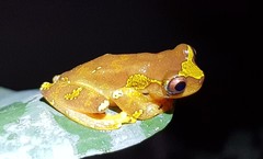 Dendropsophus sarayacuensis