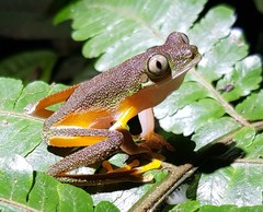Agalychnis hulli