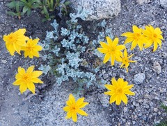 Eriophyllum lanatum integrifolium