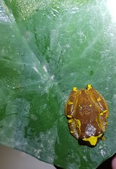 Dendropsophus sarayacuensis
