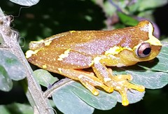 Dendropsophus sarayacuensis