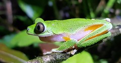Agalychnis hulli