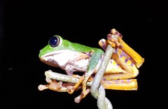 Callimedusa tomopterna
