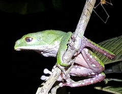 Phyllomedusa tarsius