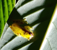 Dendropsophus rhodopeplus