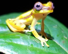 Dendropsophus rhodopeplus