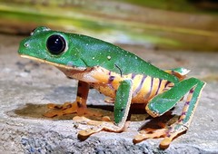 Callimedusa tomopterna