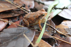 Incilius valliceps