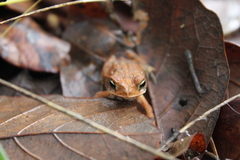 Incilius valliceps