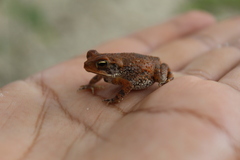 Incilius valliceps