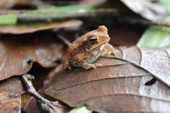 Incilius valliceps