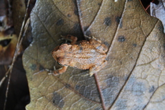 Incilius valliceps