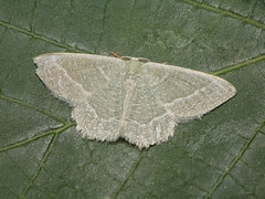 Phaiogramma etruscaria