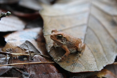 Incilius valliceps