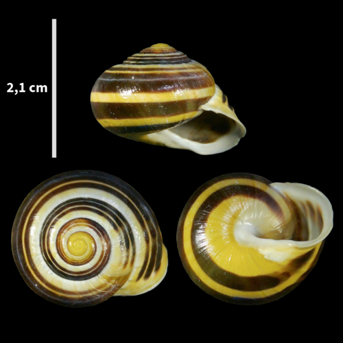 Brown-lipped Snail photographed in Andorra