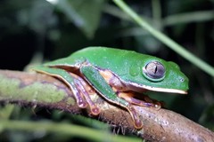 Callimedusa tomopterna