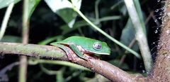 Callimedusa tomopterna