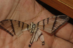 Protographium epidaus epidaus