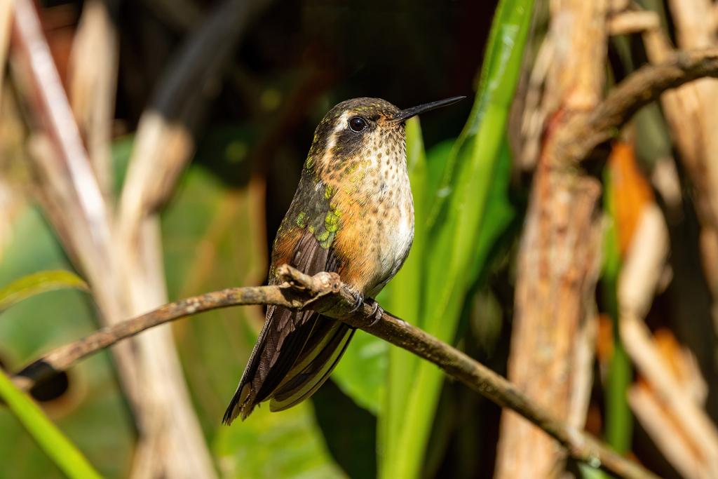 Speckled Hummingbird