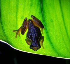 Dendropsophus sarayacuensis