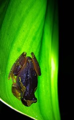 Dendropsophus sarayacuensis