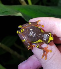 Dendropsophus sarayacuensis