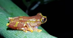 Dendropsophus sarayacuensis