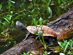 Mesoclemmys tuberculata