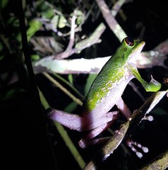 Phyllomedusa tarsius
