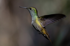 Versicolored Emerald photo 5