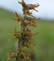 Holothrix thodei