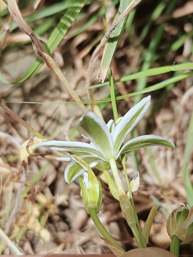 Image of Ornithogalum baeticum by (c) Karim Haddad, some rights reserved (CC BY)