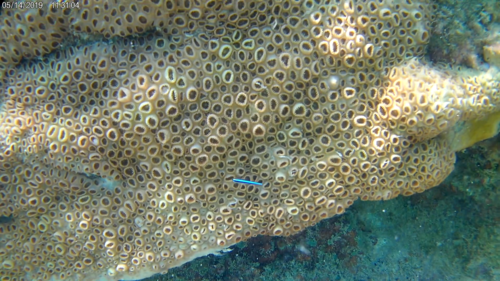 Elacatinus oceanops