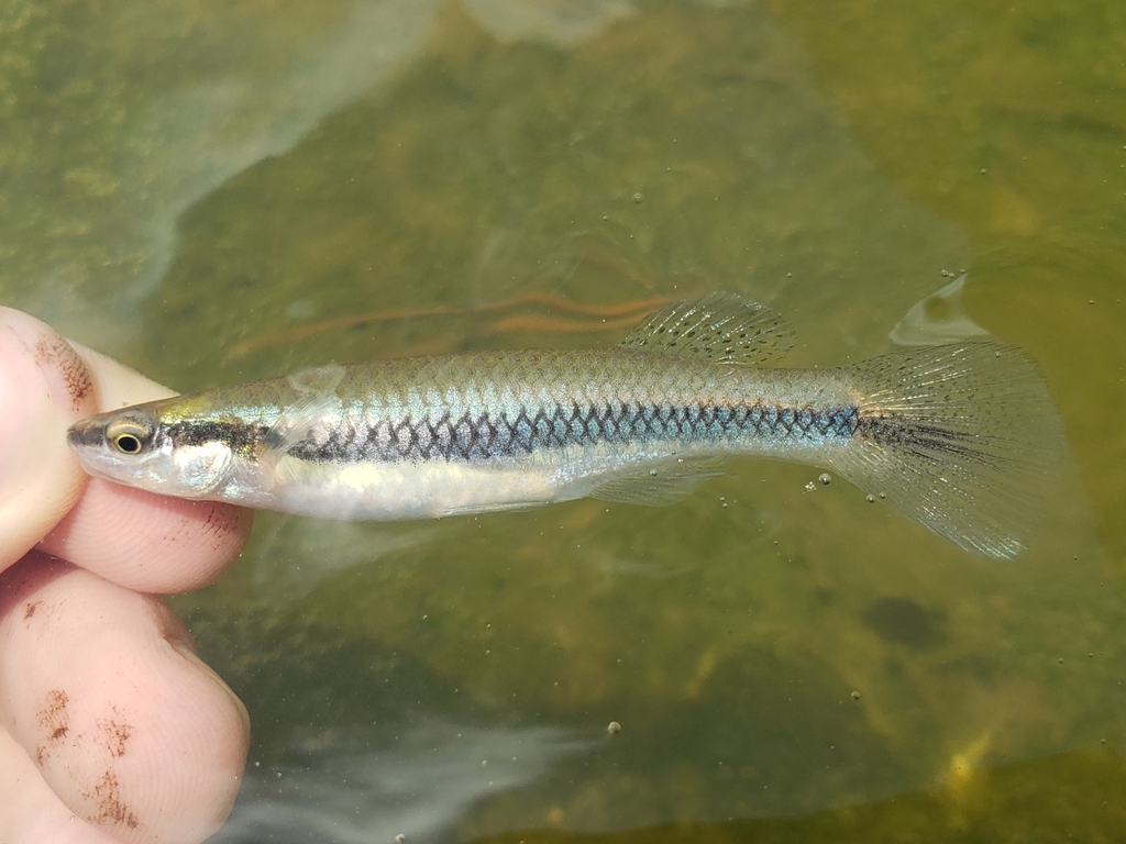 Blackstripe topminnow (Fundulus notatus) — Fundulidae