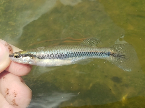 Blackstripe topminnow (Fundulus notatus) — Fundulidae
