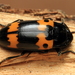 Red-banded Fungus Beetle - Photo (c) Stephen Luk, some rights reserved (CC BY-NC), uploaded by Stephen Luk