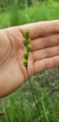 Carex tribuloides