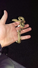 Bogertophis subocularis