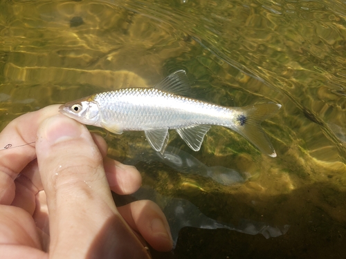Western Blacktail Shiner