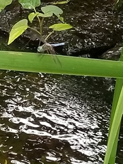 Pachydiplax longipennis