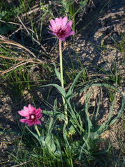 Tragopogon ruber